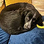 dog, black_dog, curled_up, blue_cushion, yellow_pillow, indoor, pet, canine, resting, cozy, fur, looking_up, chew_toy, soft_texture, domestic_animal, companion, relaxed, cute, animal, sleepy