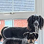 Luna joined the competition — help win amazing prizes! dog, window, windowsill, bed, blue_bed, black_dog, brown_dog, pet, animal, indoor, looking_at_camera, curious, two_dogs, house, brick_wall, fur, ears, tail, domestic_animal, companion