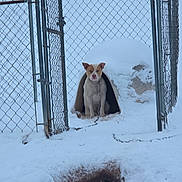 Stitch is registered to the contest to win money with this photo: dog, doghouse, snow, chainlink_fence, fence, outdoor, pet, animal, winter, cold, canine, leash, snowy_ground, chain, quiet, alert, seated, daylight, nature, frozen