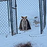 alert, animal, canine, chain, chainlink_fence, cold, daylight, dog, doghouse, fence, frozen, leash, nature, outdoor, pet, quiet, seated, snow, snowy_ground, winter