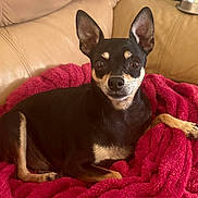 Deedee is registered to the contest to win money with this photo: dog, pet, small_dog, black_and_tan, blanket, red_blanket, leather_couch, indoor, cute, alert, animal, fur, ears, paw, resting, canine, companion, home, relaxed, looking_at_camera