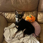 Deedee is registered to the contest to win money with this photo: animal, black_fur, blanket, comfortable, couch, cozy, cute, dog, furniture, home, indoor, leather, pet, pillows, plush_toy, pumpkin, relaxing, resting, small_dog, tan_markings