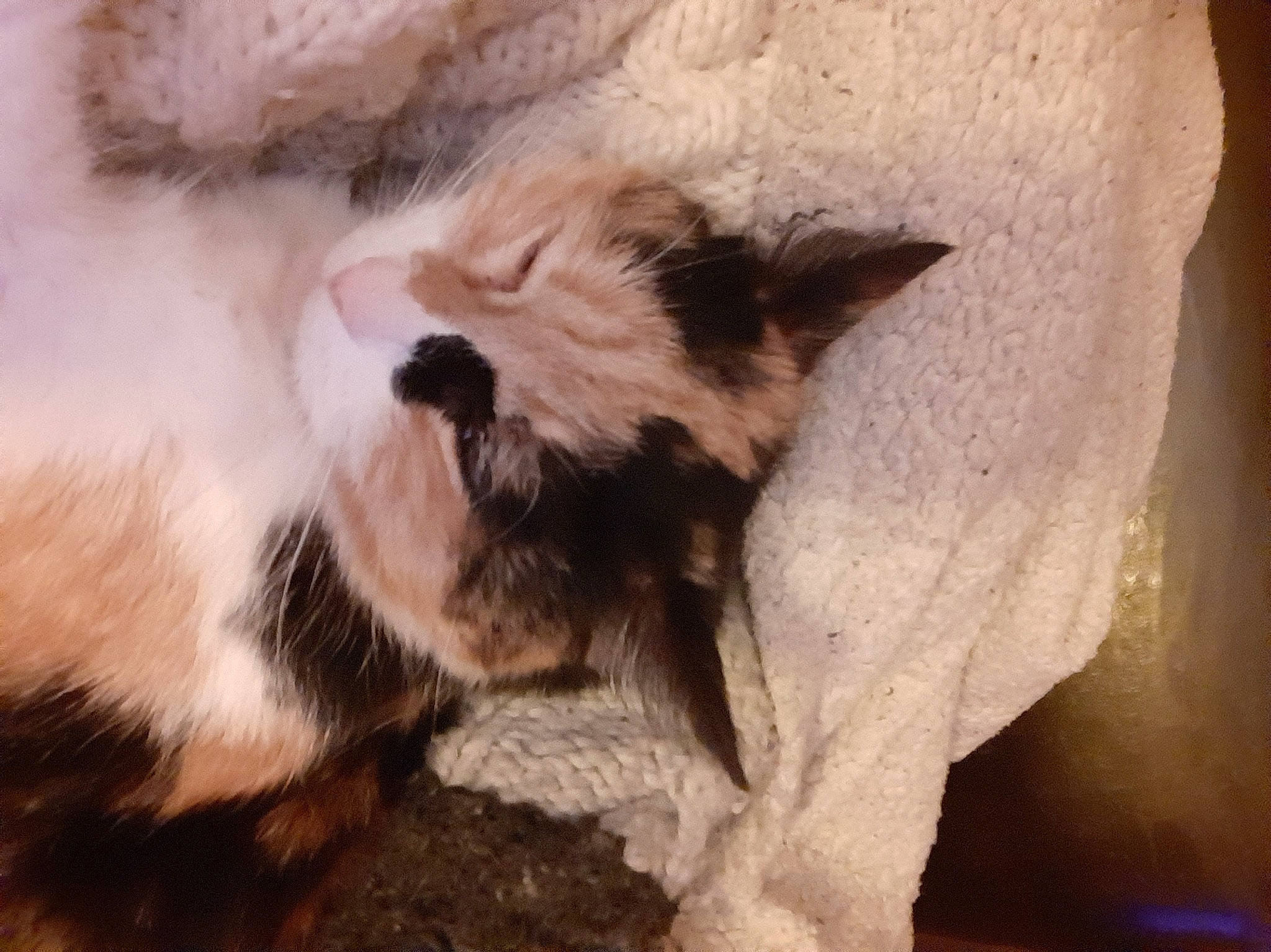 Cahuète participe au concours pour gagner de l'argent avec cette photo : canidae, carnivore, cat, felidae, kitten, ragdoll, small_to_medium_sized_cats, whiskers