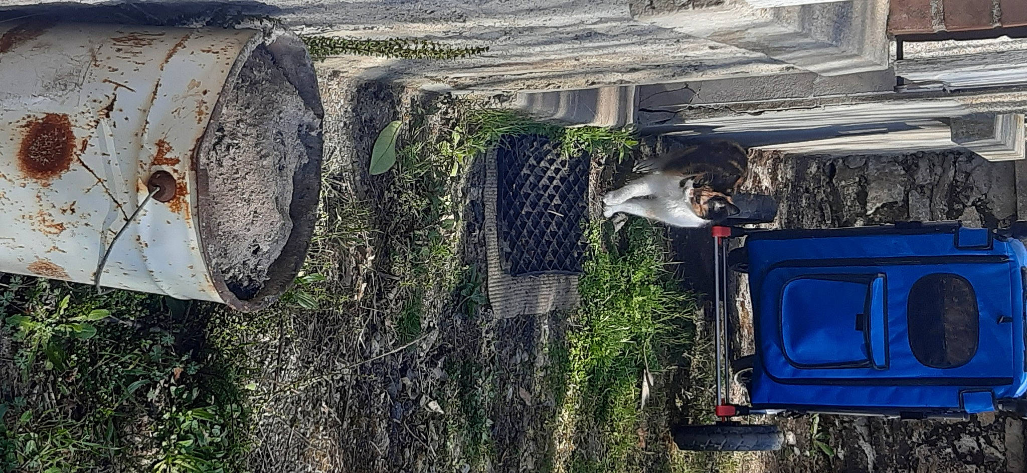 Cahuète participe au concours pour gagner de l'argent avec cette photo : plant, tree, vehicle