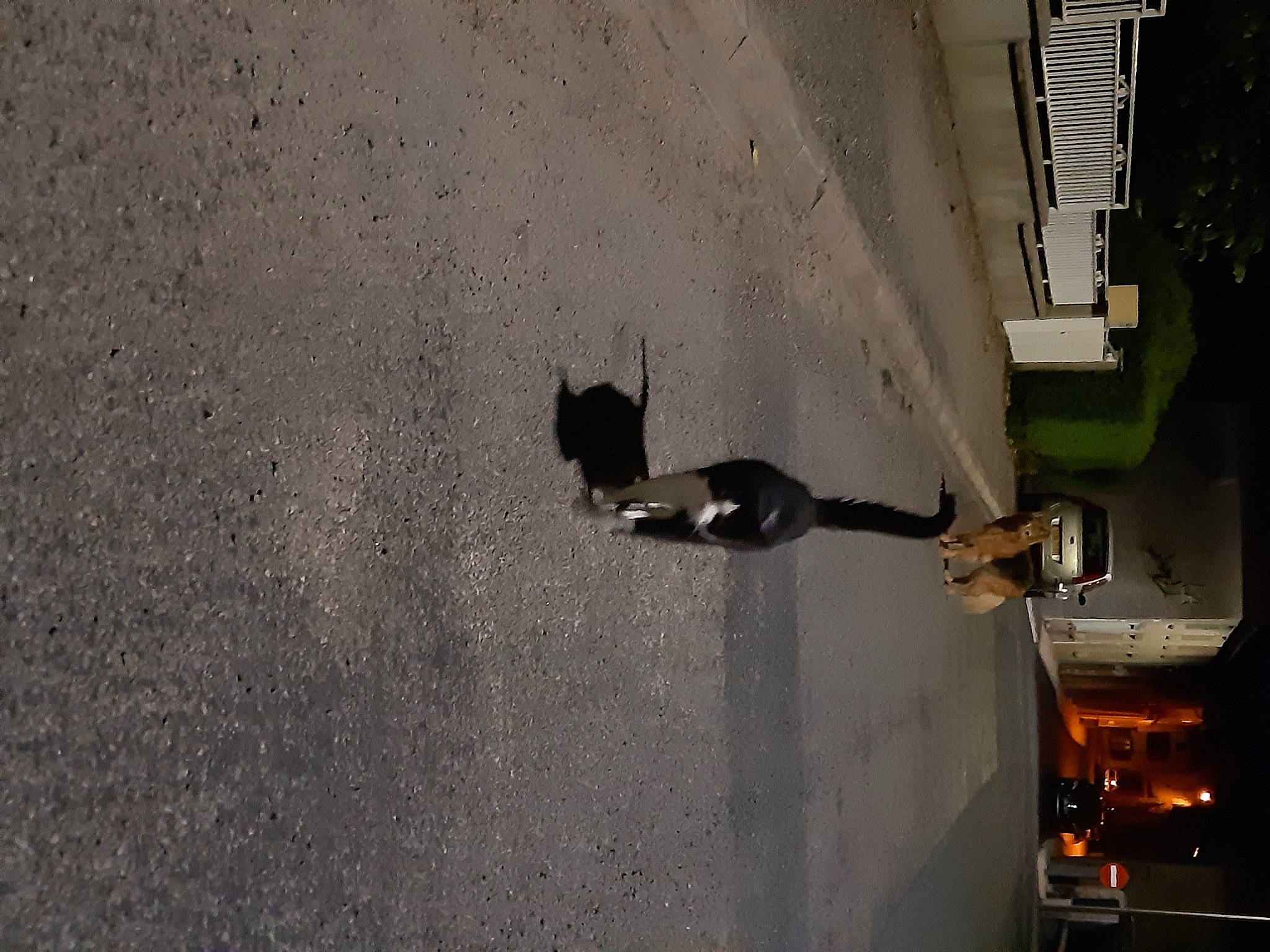 Bobo a rejoint le concours — aidez-le/la à gagner de superbes lots ! asphalt, cat, concrete, felidae, shadow, small_to_medium_sized_cats, tail, wall