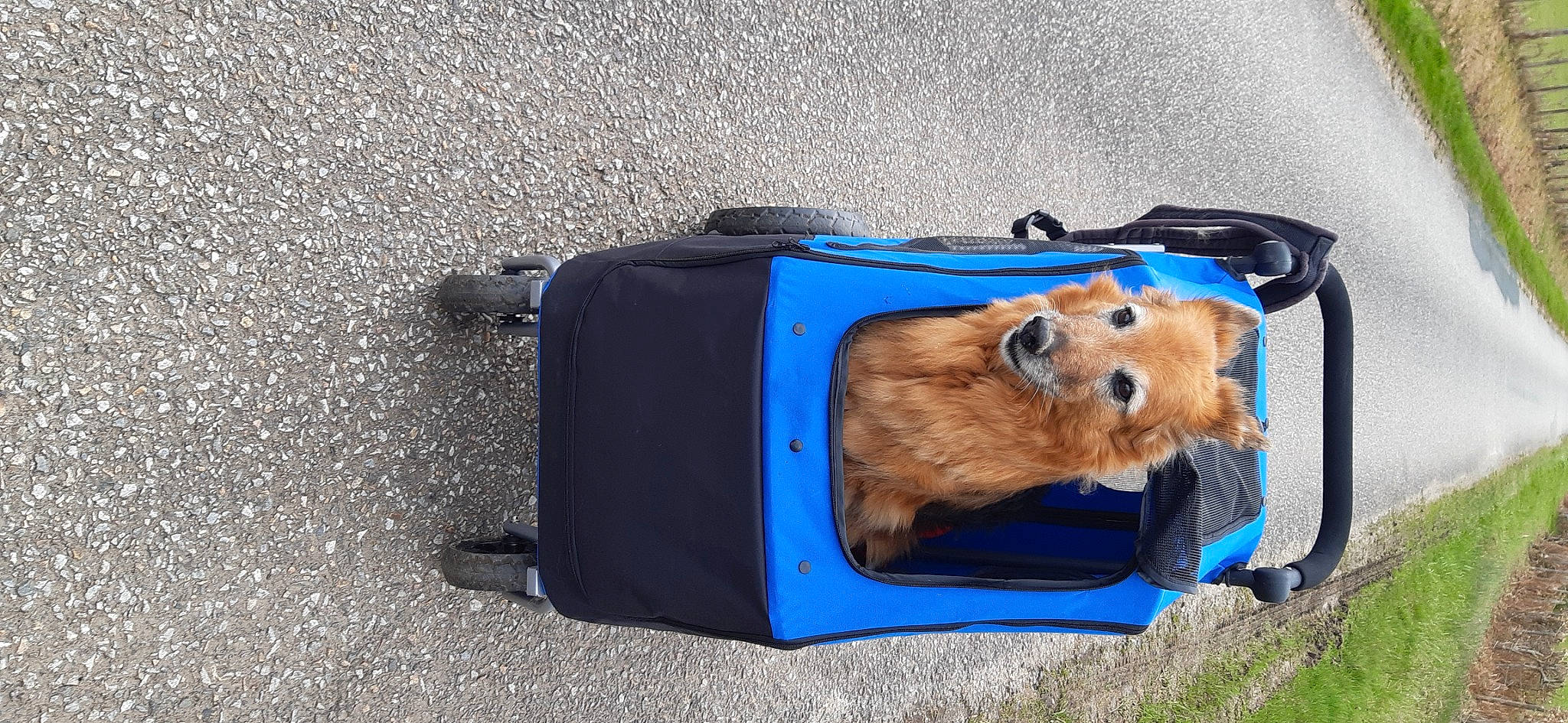 Volga a rejoint le concours — aidez-le/la à gagner de superbes lots ! bag, canidae, companion_dog, dog_breed, vehicle