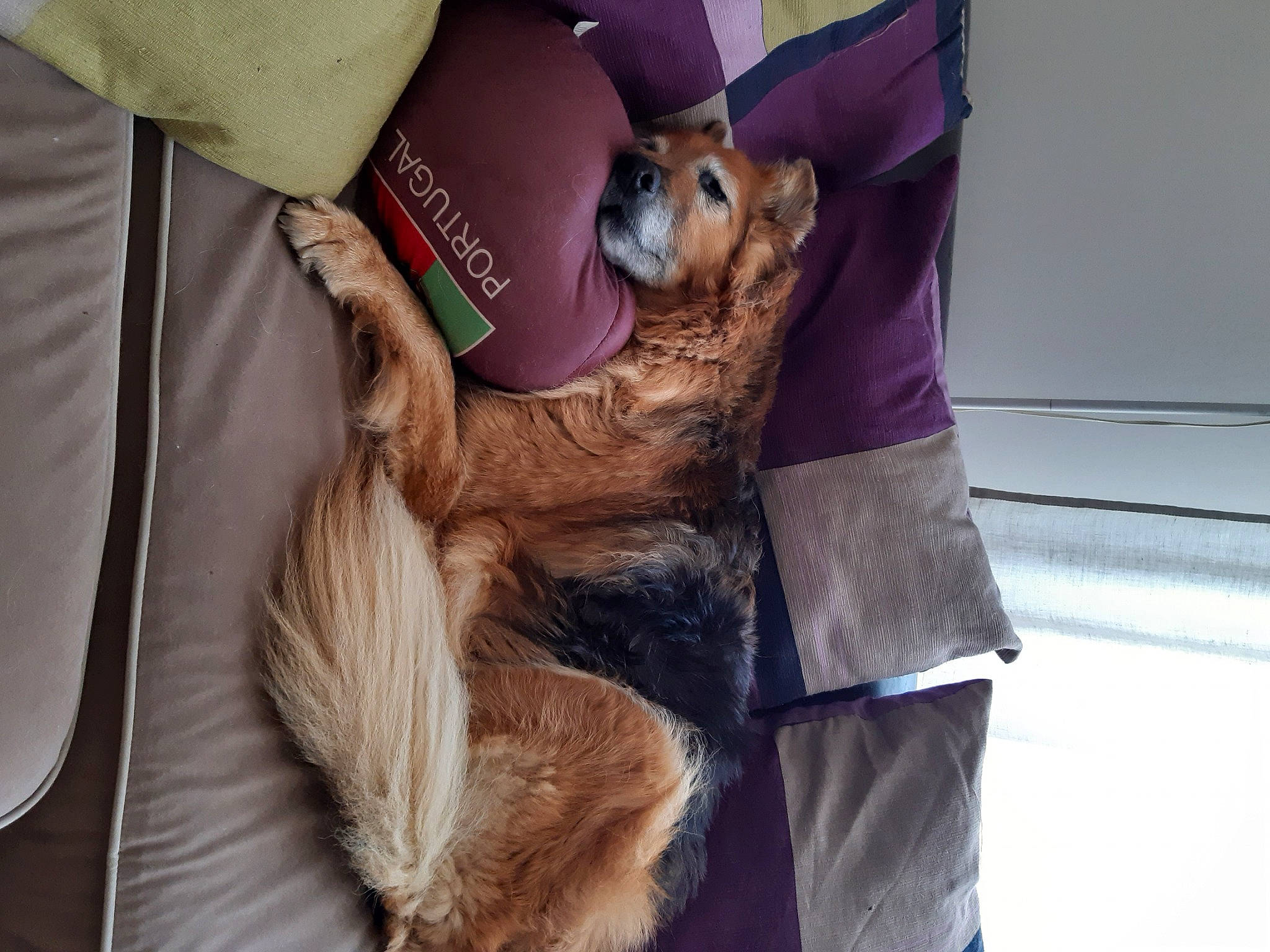 Volga participe au concours pour gagner de l'argent avec cette photo : canidae, carnivore, companion_dog, dog, dog_breed, fawn, fur