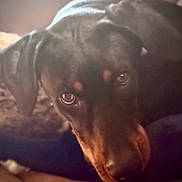 Sally joined the competition — help win amazing prizes! dog, doberman, pet, animal, close_up, resting, indoors, couch, brown, black, fur, ears, eyes, portrait, canine, looking, face, laying, soft_light, cozy
