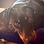 dog, doberman, pet, animal, close_up, resting, indoors, couch, brown, black, fur, ears, eyes, portrait, canine, looking, face, laying, soft_light, cozy