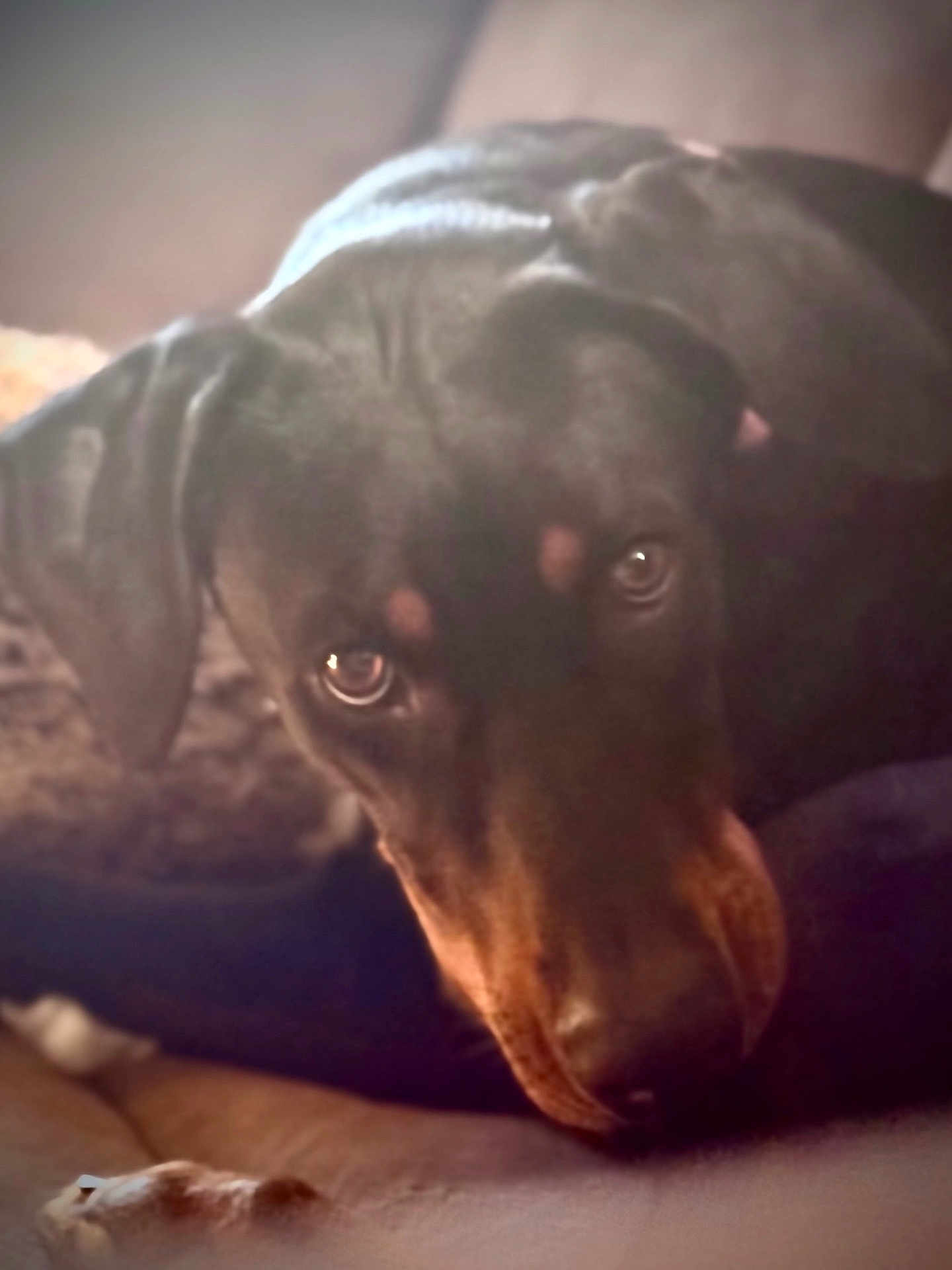 Sally joined the competition — help win amazing prizes! dog, doberman, pet, animal, close_up, resting, indoors, couch, brown, black, fur, ears, eyes, portrait, canine, looking, face, laying, soft_light, cozy