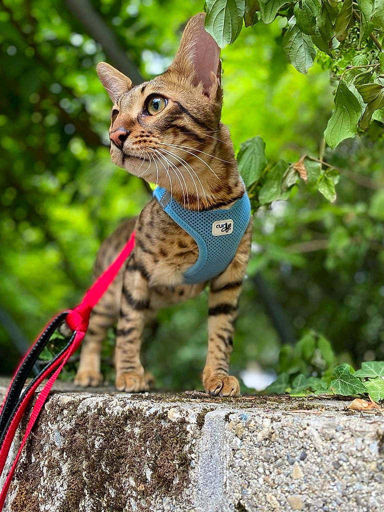 Ramses a rejoint le concours — aidez-le/la à gagner de superbes lots ! carnivore, cat, collar, domestic_short_haired_cat, fawn, felidae, fur, grass, lynx, ocelot, plant, small_to_medium_sized_cats, snout, tail, terrestrial_animal, terrestrial_plant, tree, trunk, twig, whiskers