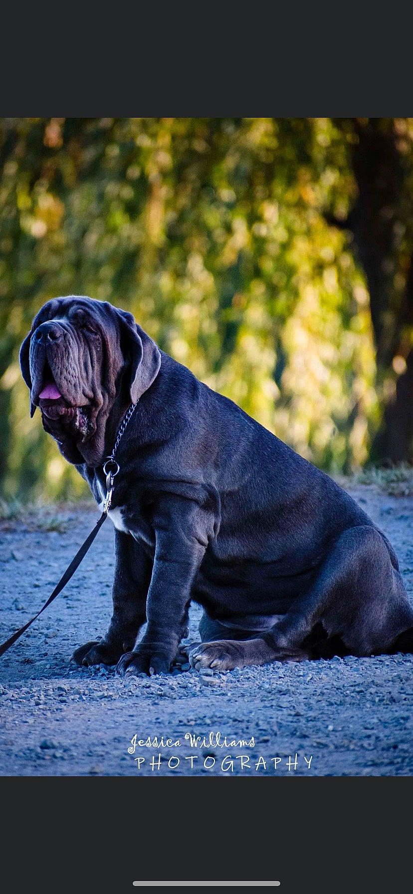 Myrtle joined the competition — help win amazing prizes! bulldog, carnivore, collar, companion_dog, dog, dog_breed, dog_collar, dog_supply, electric_blue, fawn, grass, leash, plant, pug, snout, tail, terrestrial_animal, toy_dog, water, wrinkle