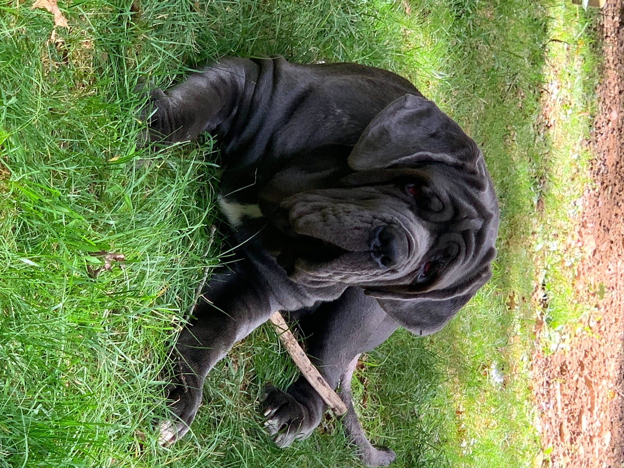 Myrtle joined the competition — help win amazing prizes! art, companion_dog, dog_breed, fur, grass, groundcover, lawn_ornament, monument, personal_protective_equipment, plant, sculpture, sitting, snout, sporting_group, statue, tail, terrestrial_animal, trunk, wood, working_animal