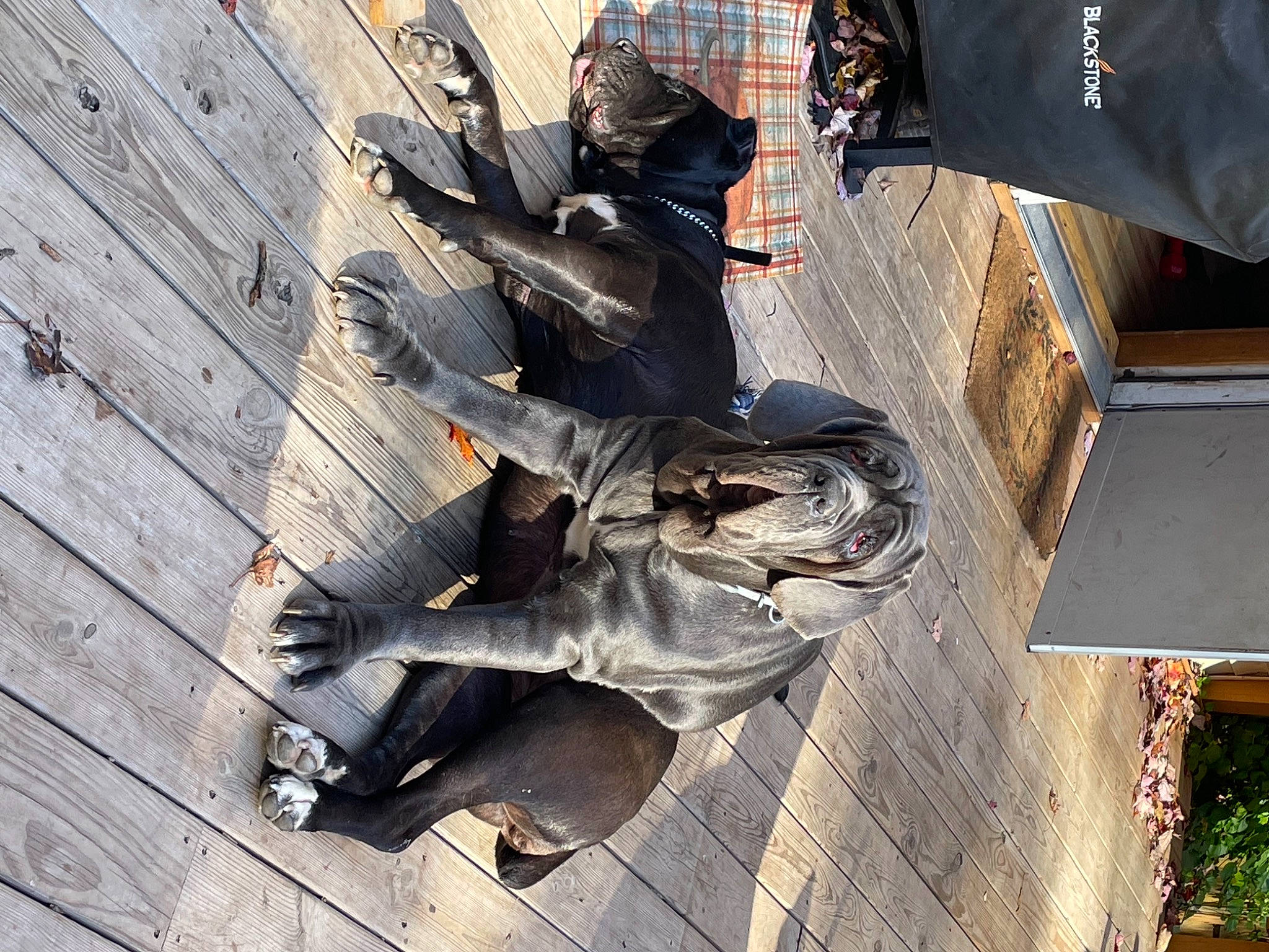 Myrtle joined the competition — help win amazing prizes! art, auto_part, hardwood, metal, monument, plant, sculpture, statue, tree, visual_arts, wood