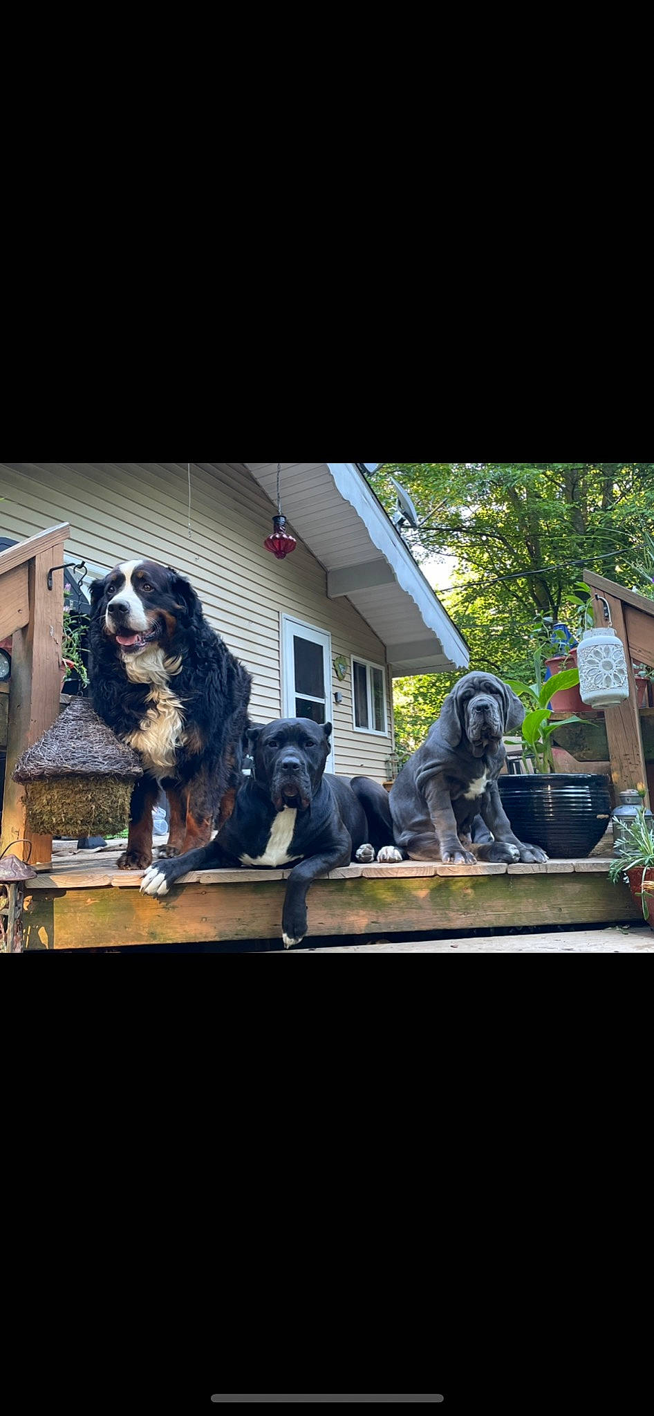 Myrtle is registered to the contest to win money with this photo: art, canidae, carnivore, companion_dog, dog, dog_breed, family_car, fur, glass, luxury_vehicle, metal, plant, sitting, sporting_group, square, table, tints_and_shades, tree, vehicle_door, visual_arts