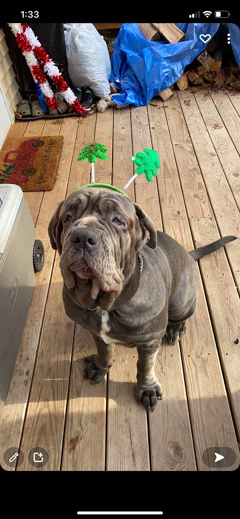 Myrtle joined the competition — help win amazing prizes! blue, bulldog, canidae, carnivore, companion_dog, dog, dog_breed, fawn, floor, flooring, hardwood, plank, plant, snout, terrestrial_animal, water, window, wood, working_animal, wrinkle