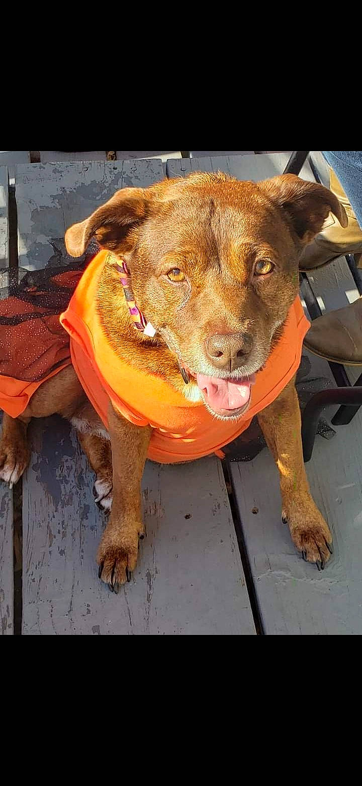 Doeshia Hayz joined the competition — help win amazing prizes! canidae, carnivore, companion_dog, dog, dog_breed, dog_clothes, fawn, manhole, snout, sporting_group, whiskers, working_animal