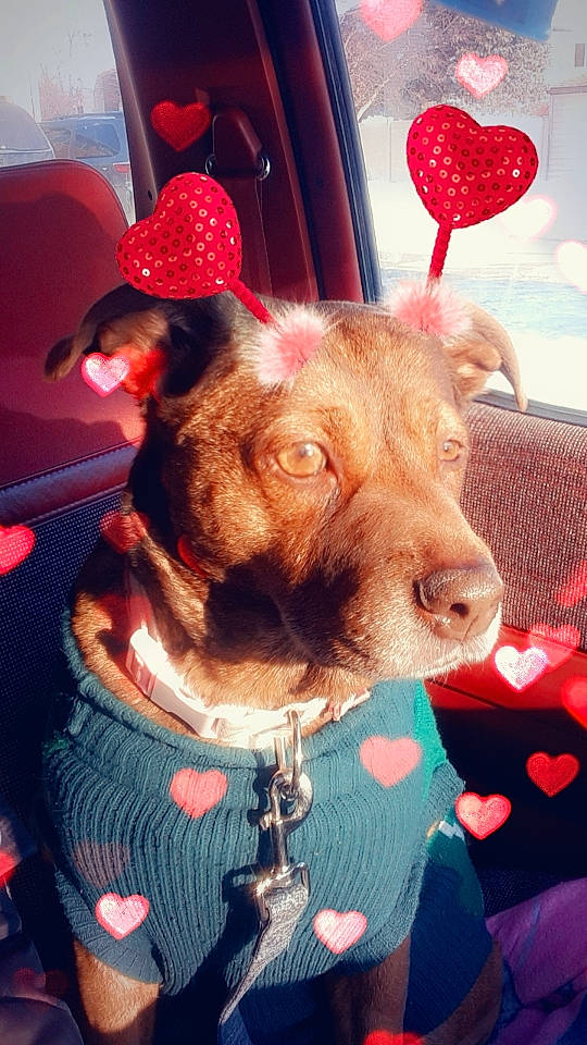 Doeshia Hayz joined the competition — help win amazing prizes! beard, canidae, carnivore, collar, companion_dog, dog, dog_breed, dog_clothes, ear, fawn, fur, mammal, pink, red, selfie, snout, sporting_group, suidae, whiskers, working_animal