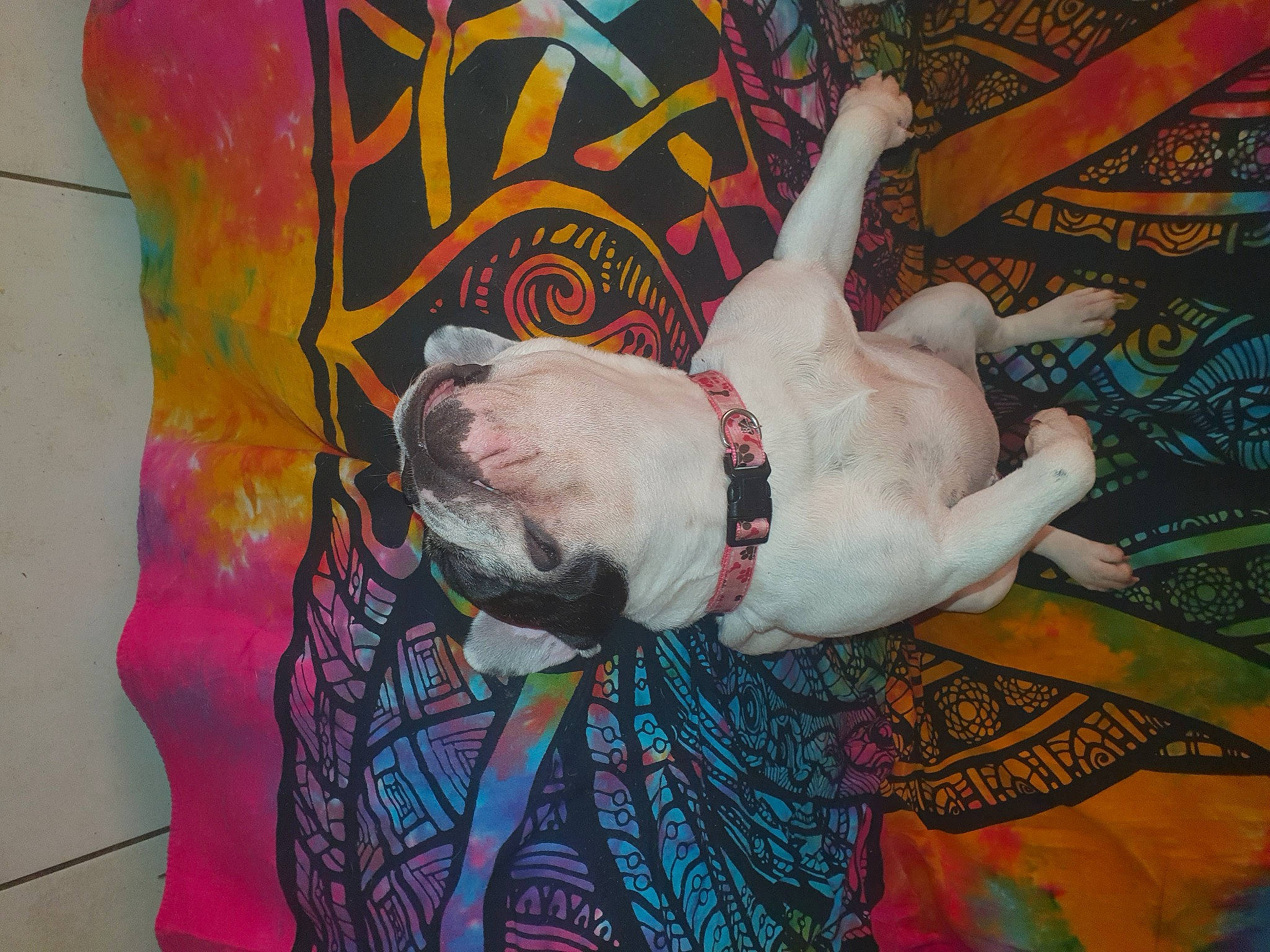 Holla a rejoint le concours — aidez-le/la à gagner de superbes lots ! art, artist, carnivore, comfort, companion_dog, creative_arts, dog, dog_breed, fawn, flesh, graffiti, linens, magenta, mural, paint, painting, pattern, pink, snout, visual_arts