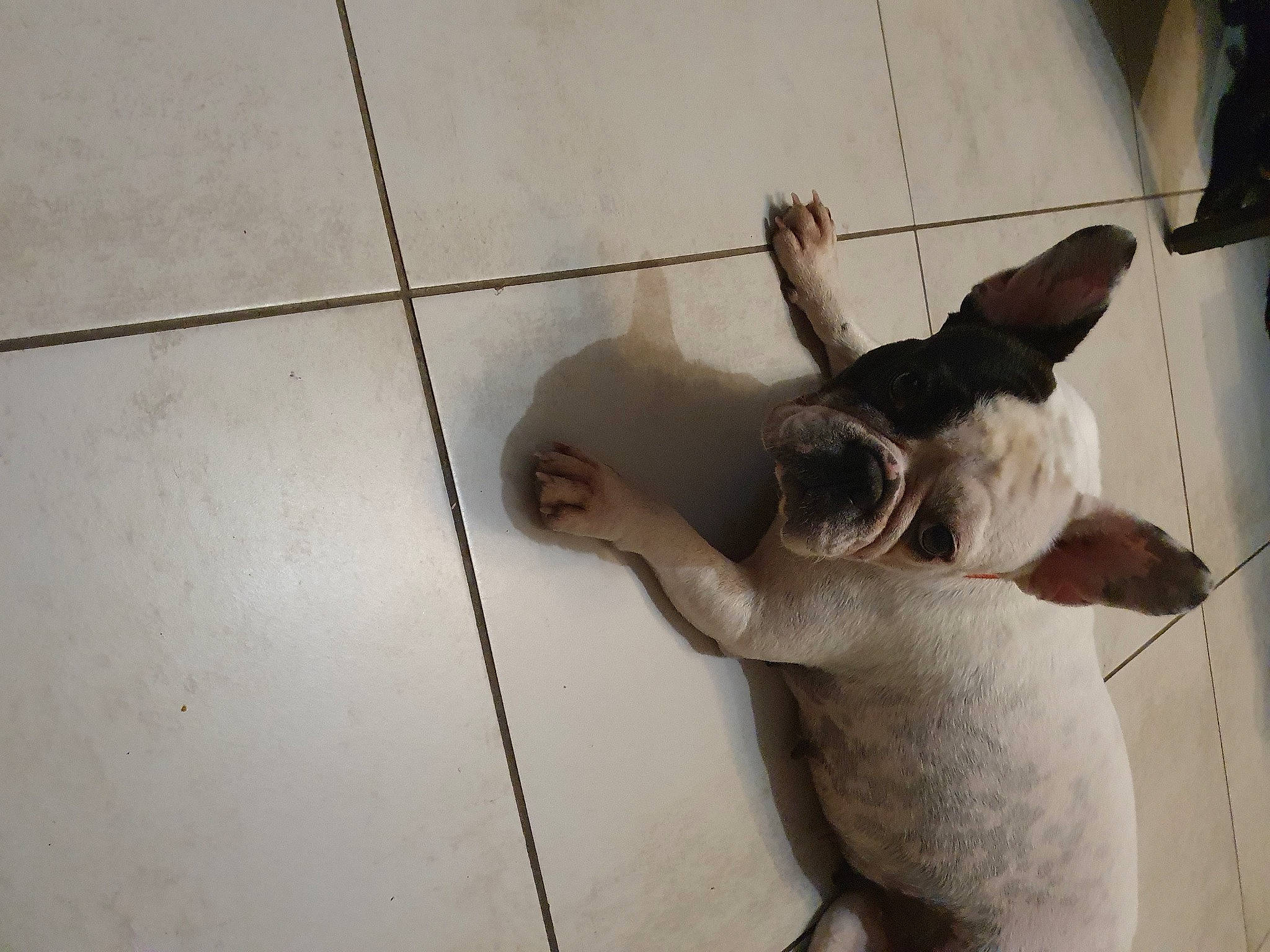 Holla participe au concours pour gagner de l'argent avec cette photo : carnivore, comfort, companion_dog, dog, dog_breed, ear, fawn, felidae, floor, flooring, gesture, hardwood, human_leg, rabbits_and_hares, small_to_medium_sized_cats, snout, tail, whiskers, wood, working_animal