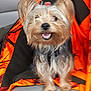 animal, black_jacket, canine, car_seat, cute, dog, ears, fluffy, friendly, fur, fur_texture, happy, indoor, jacket, orange_jacket, pet, seat, small_dog, smiling, tongue_out