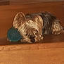 dog, yorkshire_terrier, pet, stairs, wood, toy, ball, indoor, sleepy, small_dog, fur, animal, cozy, resting, brown, black, ears, nose, home, companion