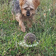 Mya participe au concours pour gagner de l'argent avec cette photo : dog, hedgehog, grass, outdoor, nature, animal, curious, small_dog, wildlife, greenery, plant, leaf, fur, spines, field, cautious, daylight, ground, walking, closeup