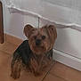 dog, small_dog, yorkshire_terrier, pet, indoor, curtain, tile_floor, fur, animal, cute, domestic_animal, companion, canine, sitting, brown_fur, black_fur, wall, home, floor, portrait