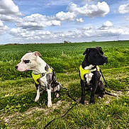 Raya Et Taïco a rejoint le concours — aidez-le/la à gagner de superbes lots ! dog, canine, pet, harness, leash, grass, field, nature, outdoor, sky, cloud, greenery, animal, companion, alert, sitting, daytime, landscape, two_dogs, curious