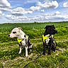 dog, canine, pet, harness, leash, grass, field, nature, outdoor, sky, cloud, greenery, animal, companion, alert, sitting, daytime, landscape, two_dogs, curious