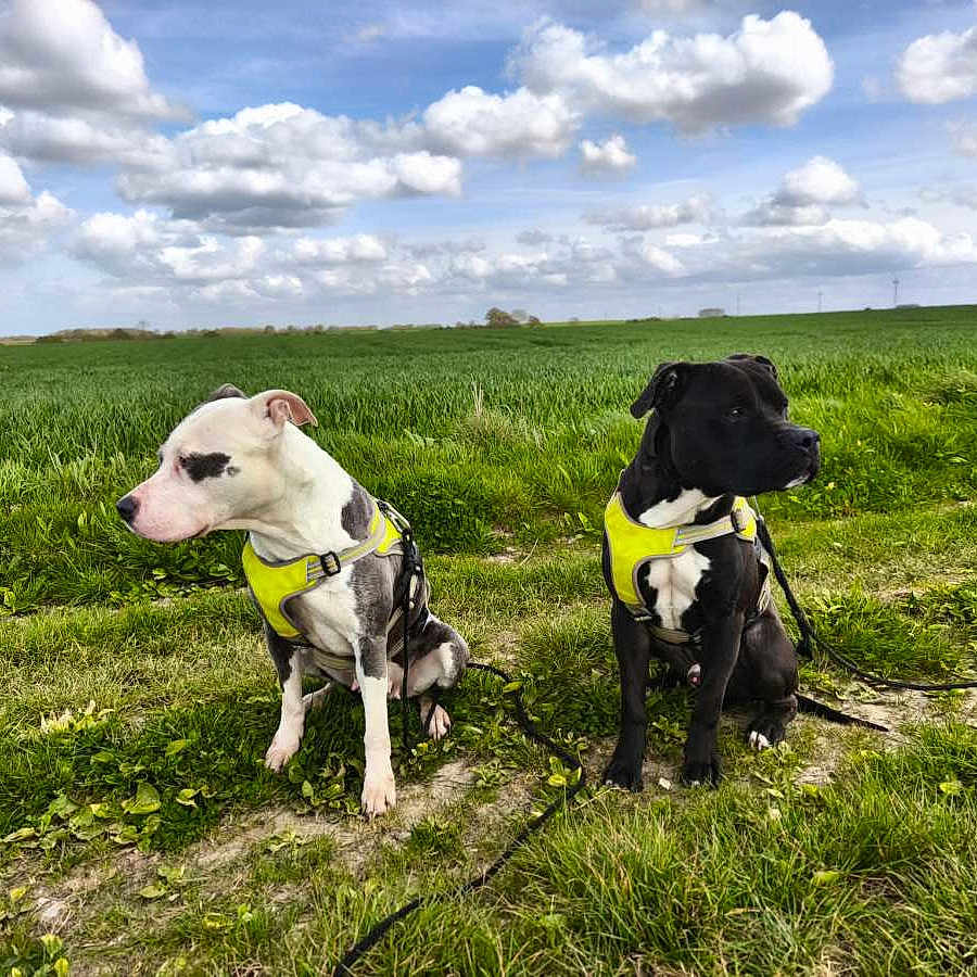 Raya Et Taïco a rejoint le concours — aidez-le/la à gagner de superbes lots ! dog, canine, pet, harness, leash, grass, field, nature, outdoor, sky, cloud, greenery, animal, companion, alert, sitting, daytime, landscape, two_dogs, curious