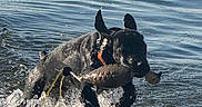 Trapper is registered to the contest to win money with this photo: