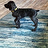 Trapper is registered to the contest to win money with this photo: