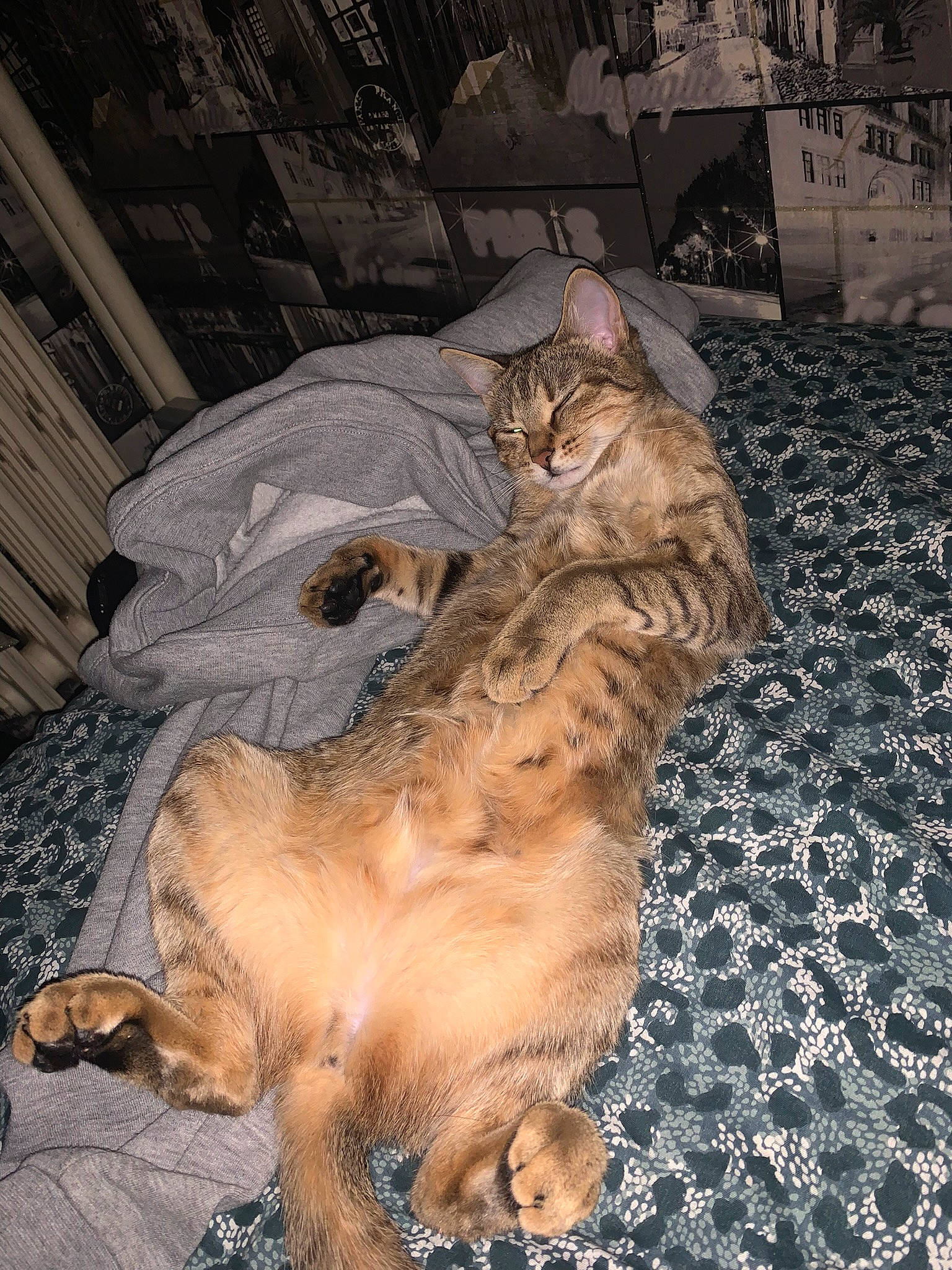 Princesse participe au concours pour gagner de l'argent avec cette photo : big_cats, canidae, carnivore, cat, claw, darkness, dog_breed, domestic_short_haired_cat, felidae, fur, lion, mammal, night, paw, small_to_medium_sized_cats, tail, terrestrial_animal, whiskers, wildlife, wood