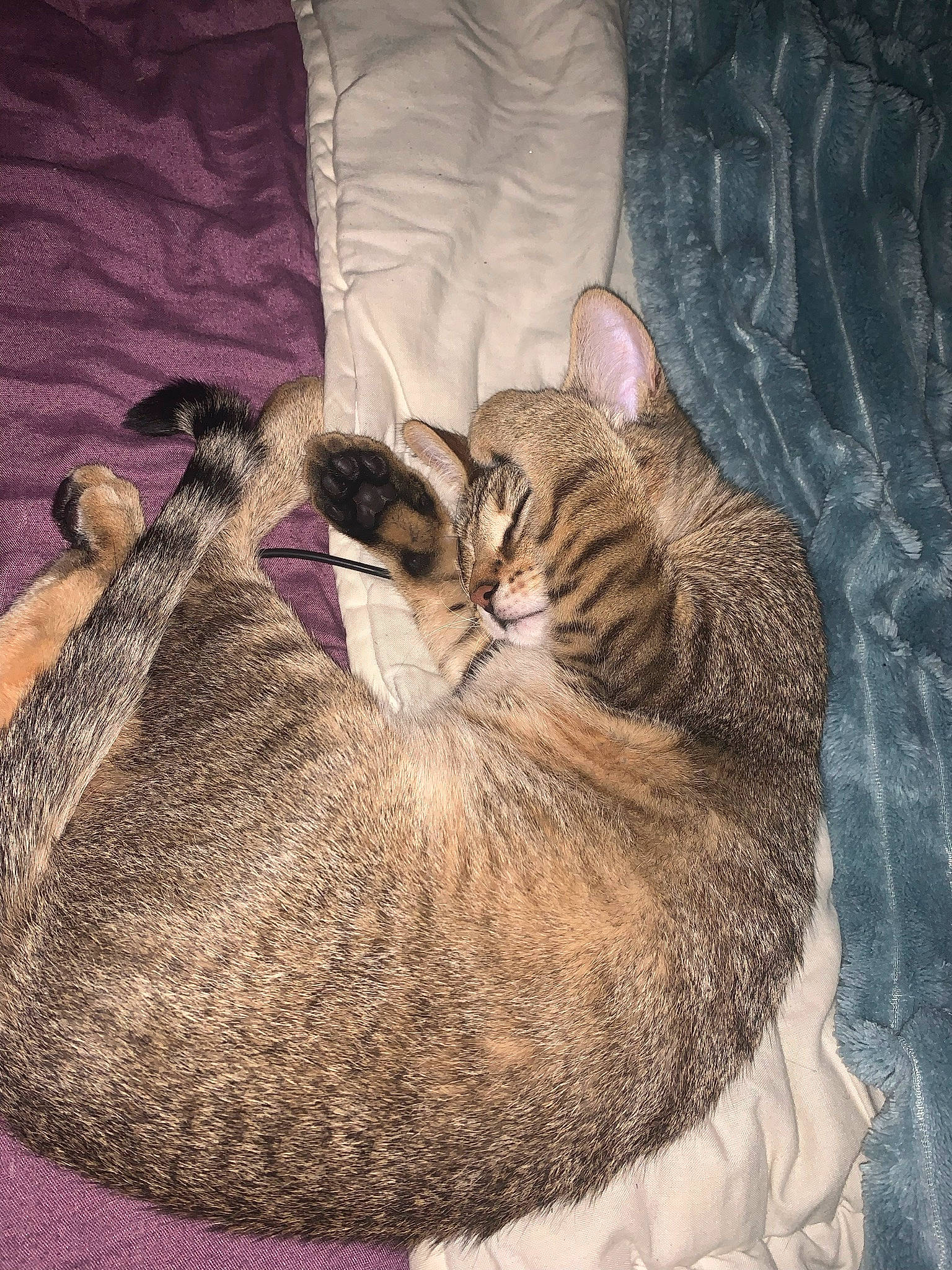 Princesse a rejoint le concours — aidez-le/la à gagner de superbes lots ! bed, carnivore, cat, cat_bed, claw, comfort, domestic_short_haired_cat, fawn, felidae, fur, grey, linens, nap, paw, sitting, sleep, small_to_medium_sized_cats, tail, whiskers, wood