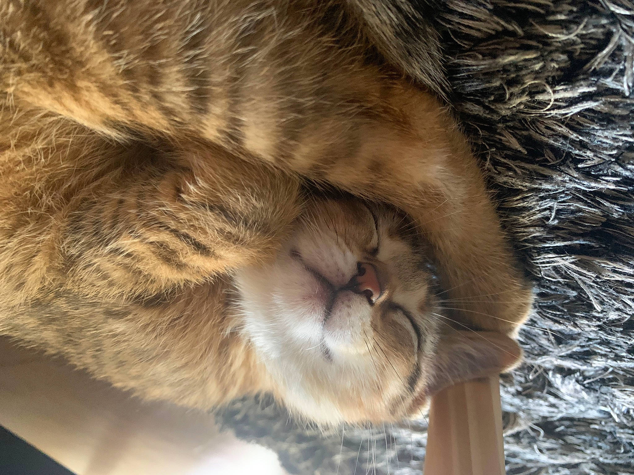 Princesse participe au concours pour gagner de l'argent avec cette photo : carnivore, cat, claw, close_up, domestic_short_haired_cat, ear, fawn, felidae, fur, nap, paw, sleep, small_to_medium_sized_cats, snout, tail, terrestrial_animal, whiskers, wildlife, wood, wrinkle