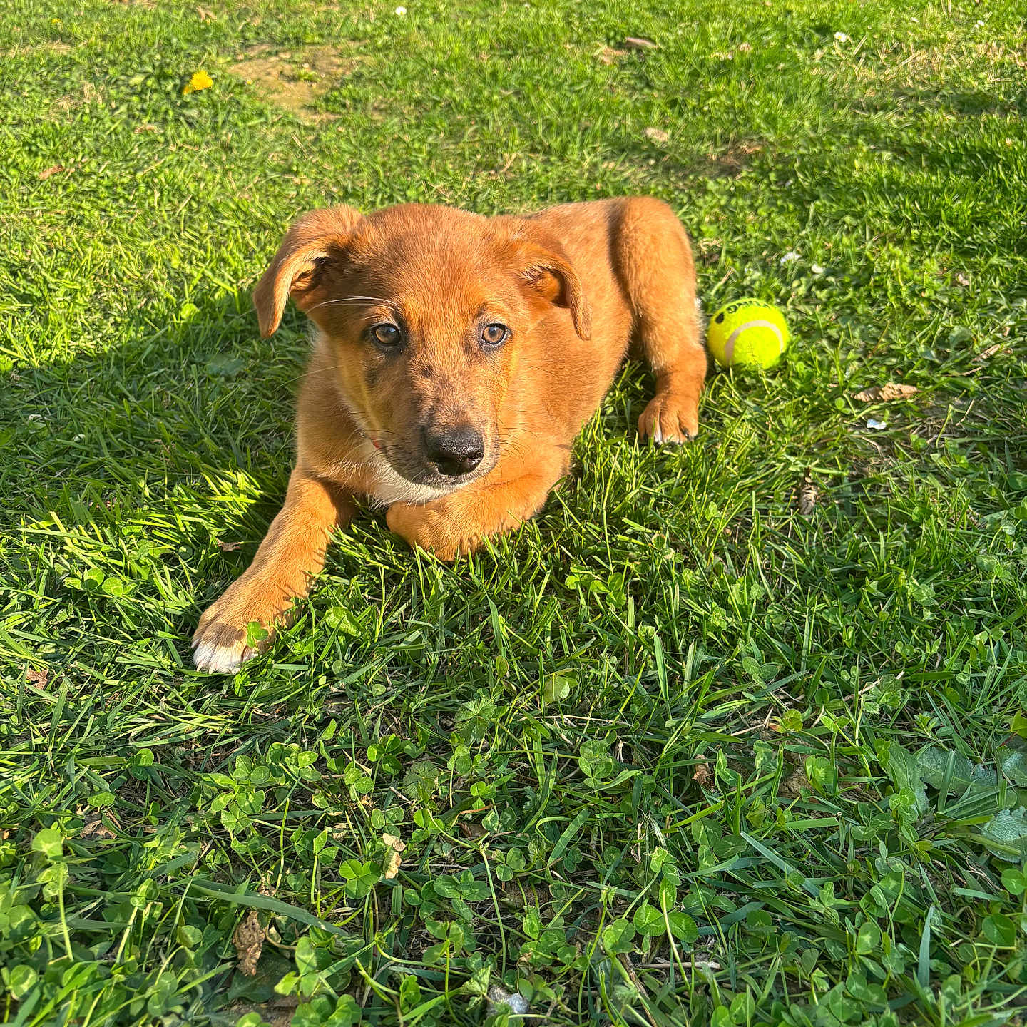 Atlas