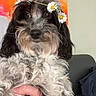 Tara is registered to the contest to win money with this photo: dog, flower_crown, daisies, fluffy, black_and_white, pet, indoor, hand, sofa, abstract_painting, orange, red, calm, cute, fur, portrait, domestic_animal, companion, relaxed, decor