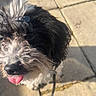 Tara joined the competition — help win amazing prizes! dog, close_up, black_and_white, tongue_out, fluffy, outdoor, sunlight, pavement, pet, cute, fur, canine, leash, playful, animal, portrait, daylight, small_dog, friendly, adorable