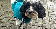 Tara is registered to the contest to win money with this photo: dog, pet, leash, jacket, outdoor, pavement, wet, black_and_white, small_dog, curious, animal, walking, greenery, rainy, path, cobblestone, fur, cute, canine, attentive