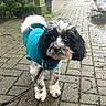 dog, pet, leash, jacket, outdoor, pavement, wet, black_and_white, small_dog, curious, animal, walking, greenery, rainy, path, cobblestone, fur, cute, canine, attentive