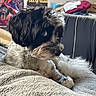dog, black_and_white, fluffy, pet, indoor, blanket, couch, curious, sideways_gaze, cozy, room, poster, fur, relaxed, animal, companion, cute, small_dog, soft_texture, home