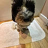 dog, pet, black_and_white, fluffy, bath_mat, wooden_floor, indoor, curious, scruffy, sitting, shadow, fur, animal, cute, companion, household, small_dog, looking_up, portrait, home
