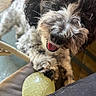 dog, pet, animal, black_and_white, curly_fur, close_up, tongue_out, playful, ball, toy, paws, indoor, blurred_background, happy, cute, furry, companion, canine, domestic_animal, friendly