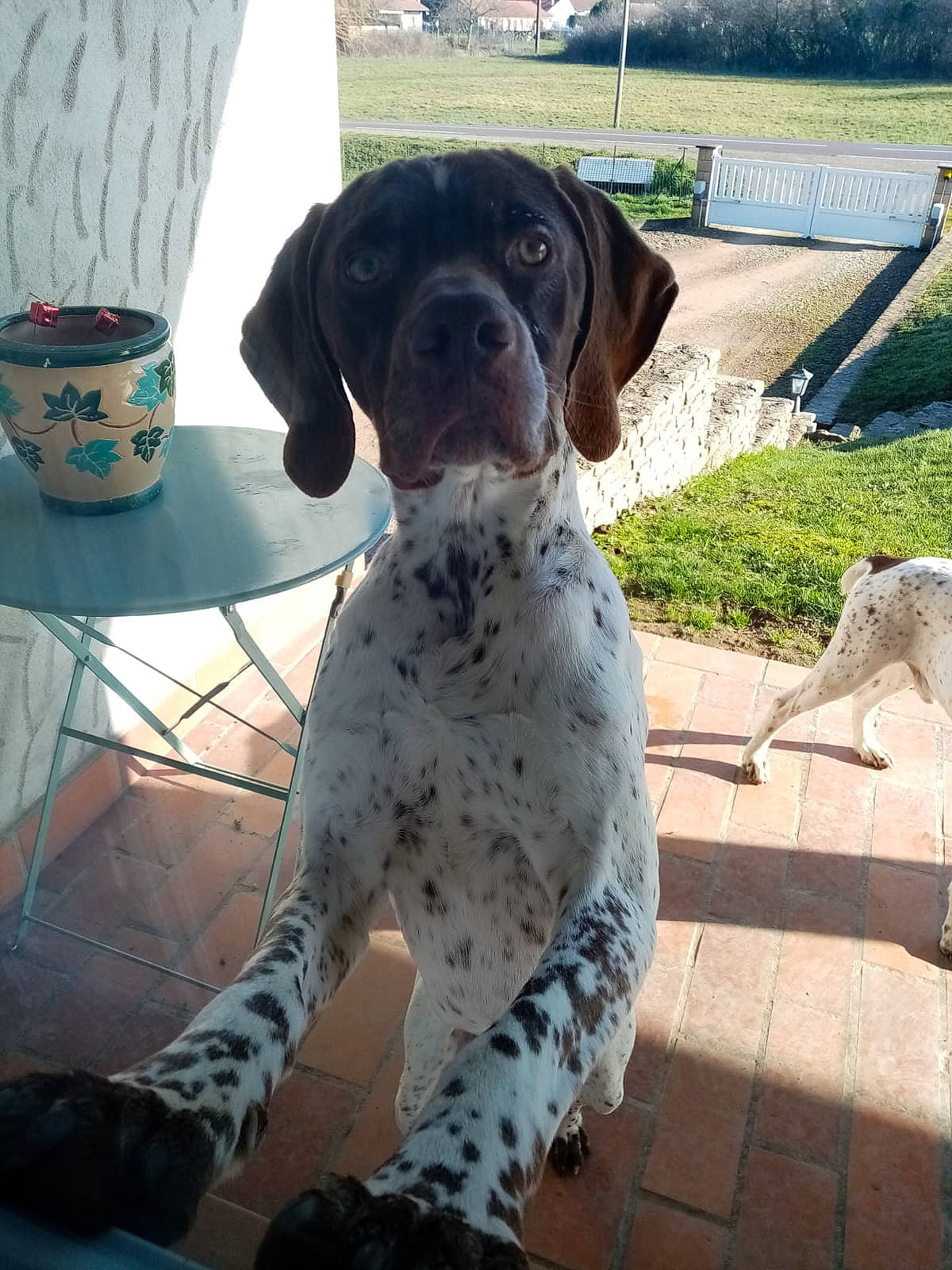 Poker participe au concours pour gagner de l'argent avec cette photo : carnivore, collar, companion_dog, cup, dog, dog_breed, dog_collar, drinkware, fawn, gun_dog, liver, mug, pet_supply, plant, pottery, serveware, snout, tail, whiskers, working_animal