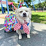 King Zero is registered to the contest to win money with this photo: dog, white_dog, scarf, red_and_white, checkered, backpack, playground, outdoor, sunny, pavement, grass, trees, blurred_background, pet, animal, sitting, cute, serene, closed_eyes, daytime