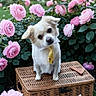 King Zero joined the competition — help win amazing prizes! dog, small_dog, yellow_tie, wicker_basket, pink_roses, flowers, garden, teapot, tea_set, porcelain, floral_pattern, outdoor, cute, pet, nature, greenery, table, still_life, decor, spring