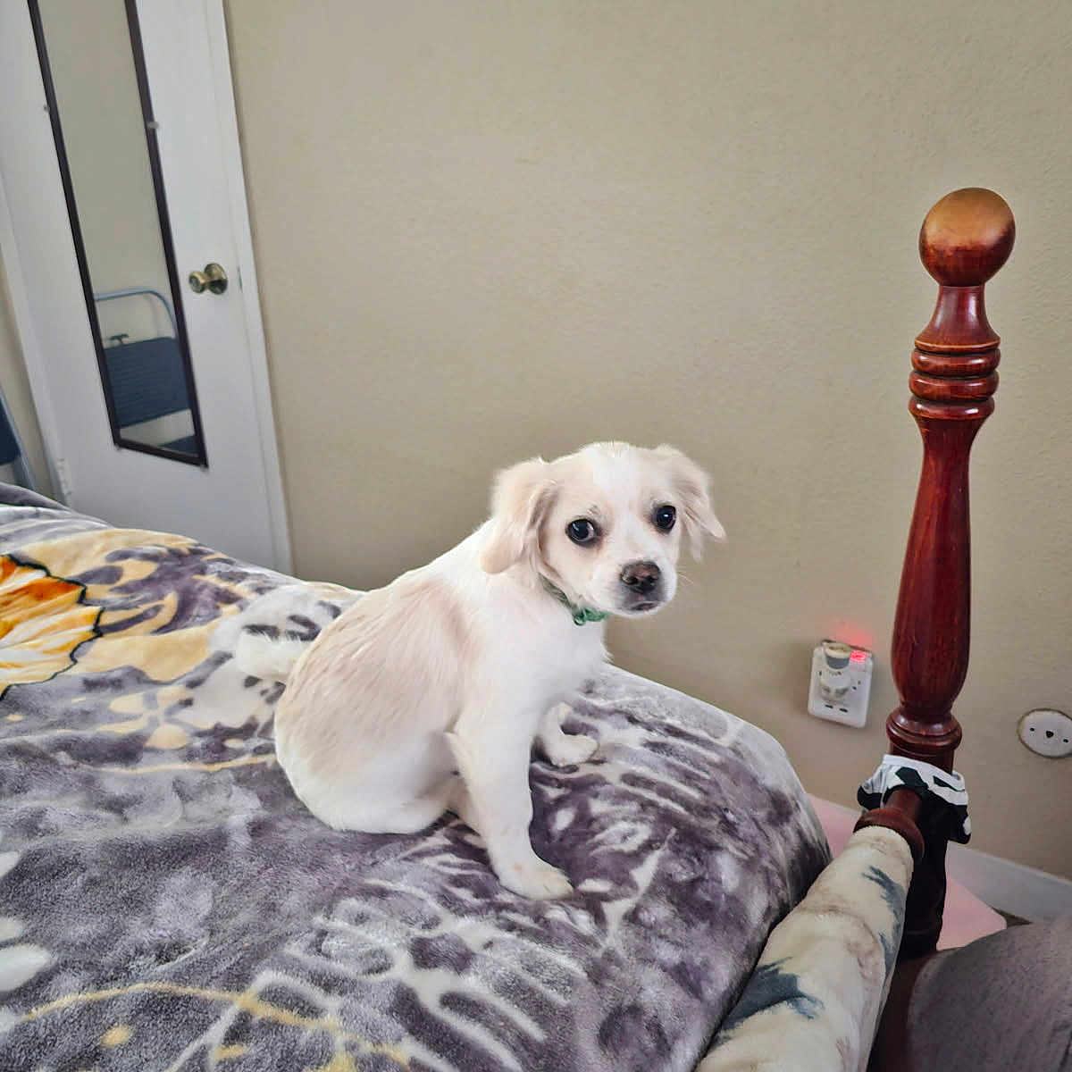 King Zero is registered to the contest to win money with this photo: animal, bed, blanket, carpet, collar, cute, dog, door, floor, furniture, indoor, looking_back, mirror, pet, puppy, resting, wall, white_dog, wooden_bedpost, young_dog