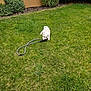 King Zero is registered to the contest to win money with this photo: dog, leash, grass, lawn, outdoor, pet, playful, white_dog, greenery, bushes, garden, small_dog, animal, chewing, nature, summer, daytime, wall, texture, fun