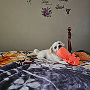 King Zero joined the competition — help win amazing prizes! puppy, dog, bed, toy, orange_toy, white_dog, blanket, indoor, wall, wooden_bedpost, decor, flower_decal, text_decal, butterfly_decal, pet, chewing, cute, animal, resting, cozy